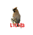野鳥のさえずり（個別スタンプ：18）