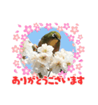 野鳥のさえずり（個別スタンプ：19）