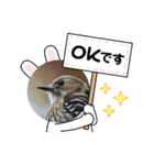 野鳥のさえずり（個別スタンプ：22）