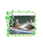 野鳥のさえずり（個別スタンプ：23）