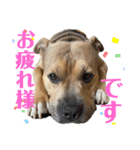 ピットのアンくん(敬語)（個別スタンプ：4）
