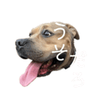 ピットのアンくん(敬語)（個別スタンプ：8）