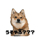ポメ柴×豆柴2（個別スタンプ：10）