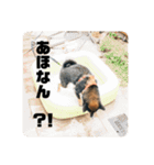 ポメ柴×豆柴2（個別スタンプ：32）
