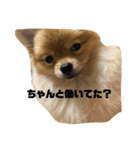 アイドルまめぞうマスター（個別スタンプ：5）