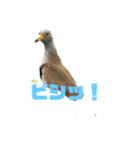 野鳥のさえずり②（個別スタンプ：3）