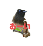 野鳥のさえずり②（個別スタンプ：4）