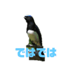 野鳥のさえずり②（個別スタンプ：6）