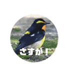 野鳥のさえずり②（個別スタンプ：7）