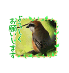 野鳥のさえずり②（個別スタンプ：8）