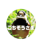 野鳥のさえずり②（個別スタンプ：12）