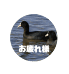 野鳥のさえずり②（個別スタンプ：14）