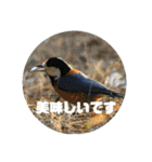 野鳥のさえずり②（個別スタンプ：18）