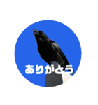 野鳥のさえずり②（個別スタンプ：20）