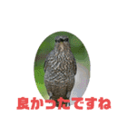 野鳥のさえずり②（個別スタンプ：21）