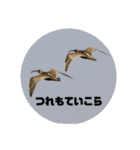 野鳥のさえずり②（個別スタンプ：22）