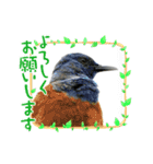 野鳥のさえずり②（個別スタンプ：23）