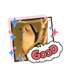 野鳥のさえずり②（個別スタンプ：24）