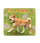 柴犬ふくの日常スタンプ第5弾♪♪（個別スタンプ：1）