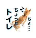 柴犬ふくの日常スタンプ第5弾♪♪（個別スタンプ：2）