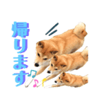 柴犬ふくの日常スタンプ第5弾♪♪（個別スタンプ：3）