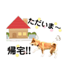 柴犬ふくの日常スタンプ第5弾♪♪（個別スタンプ：4）