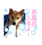 柴犬ふくの日常スタンプ第5弾♪♪（個別スタンプ：5）