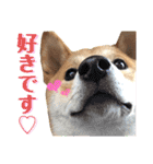 柴犬ふくの日常スタンプ第5弾♪♪（個別スタンプ：6）