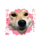 柴犬ふくの日常スタンプ第5弾♪♪（個別スタンプ：7）