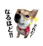 柴犬ふくの日常スタンプ第5弾♪♪（個別スタンプ：8）
