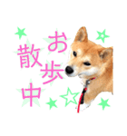 柴犬ふくの日常スタンプ第5弾♪♪（個別スタンプ：9）