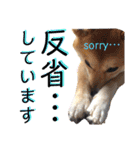 柴犬ふくの日常スタンプ第5弾♪♪（個別スタンプ：10）