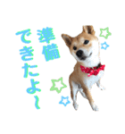 柴犬ふくの日常スタンプ第5弾♪♪（個別スタンプ：12）
