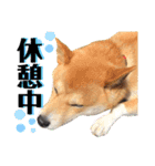 柴犬ふくの日常スタンプ第5弾♪♪（個別スタンプ：13）