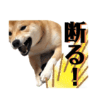柴犬ふくの日常スタンプ第5弾♪♪（個別スタンプ：14）