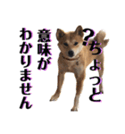 柴犬ふくの日常スタンプ第5弾♪♪（個別スタンプ：15）