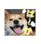 柴犬ふくの日常スタンプ第5弾♪♪（個別スタンプ：16）