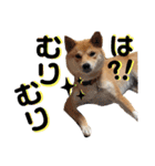 柴犬ふくの日常スタンプ第5弾♪♪（個別スタンプ：17）