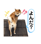 柴犬ふくの日常スタンプ第5弾♪♪（個別スタンプ：18）