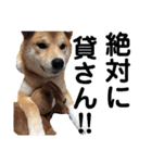 柴犬ふくの日常スタンプ第5弾♪♪（個別スタンプ：19）
