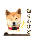 柴犬ふくの日常スタンプ第5弾♪♪（個別スタンプ：21）