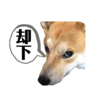 柴犬ふくの日常スタンプ第5弾♪♪（個別スタンプ：22）
