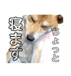 柴犬ふくの日常スタンプ第5弾♪♪（個別スタンプ：23）