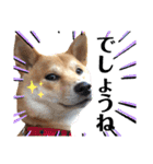 柴犬ふくの日常スタンプ第5弾♪♪（個別スタンプ：24）