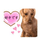 トイプのけーちゃん！！敬語も使えるよ！（個別スタンプ：3）