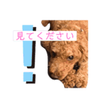 トイプのけーちゃん！！敬語も使えるよ！（個別スタンプ：4）