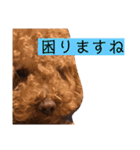 トイプのけーちゃん！！敬語も使えるよ！（個別スタンプ：6）