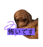 トイプのけーちゃん！！敬語も使えるよ！（個別スタンプ：7）