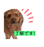 トイプのけーちゃん！！敬語も使えるよ！（個別スタンプ：8）