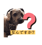 トイプのけーちゃん！！敬語も使えるよ！（個別スタンプ：9）